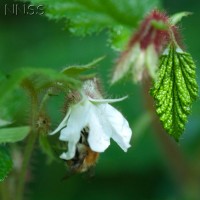 Korean Raspberry